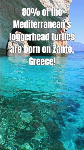 The Secret Residents of Zante, Greece! 🐢🏛️ #shorts #greece