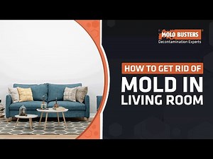 How to Get Rid of Mold in The Living Room? - Mold Busters