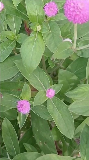ピンク色のセンニチコウ 千日紅 花言葉，変わらぬ愛 不朽 変わらぬ愛 色あせぬ恋