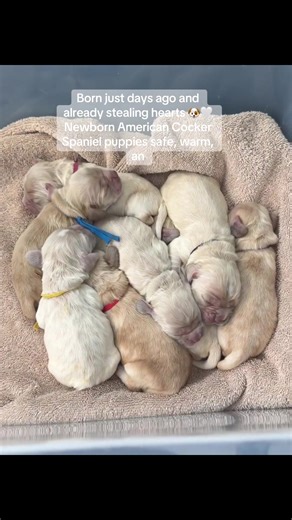 4-day-old American Cocker Spaniel puppies 🐾💖 Born just days ago and already melting hearts. Snuggled safely in their little bucket, tiny heads shaking, sleepy wiggles, and pure newborn cuteness. Proud mama did an amazing job 🐶🤍 #americancockerspaniel #cockerspanielsoftiktok #puppylove