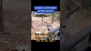 All about whitetail deer behavior and habitat in Texas