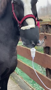 Wojtek dzielny pacjent! 🐴 Gdy kaszle, trzeba mu robić inhalacje takie jak u człowieka. | Katarzyna Dowbor FanPage