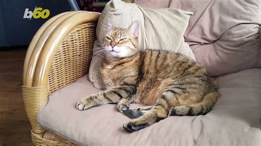 Here's what your choice of pet says about your personality