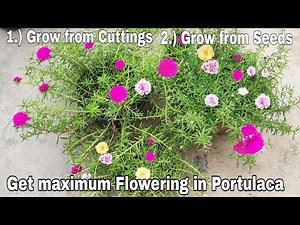 How to grow Portulaca from cutting and get maximum flowers, How to grow Portulaca from seeds