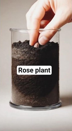 Most Beautiful Rose Flower | Amazing Rose Types & Colors | Natural Beauty Video #RoseFlower