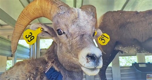 Arizona Game & Fish Department relocates big horn sheep to save lives