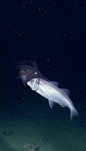 Rafael Nunes on Instagram: "Black Swallower Feed🤿🐟 A fixed front‑right hull camera drifts through deep midwater—white floodlights cutting a narrow cone through near‑black water, marine snow drifting steadily, with a thin hull strip on the left edge. In the beam, a black swallower hovers with a silvery fish held crosswise. It begins a slow, realistic swallow: jaw flexes, body stretches subtly, and the prey slides inward until the silver flank dims and disappears—clean and non‑gory. The predator