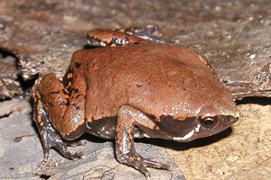 Sheep Frog (Hypopachus variolosus) -