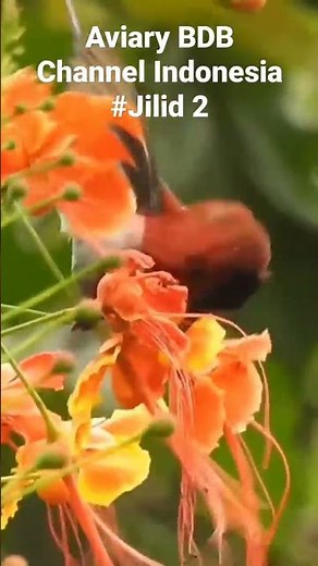 Cheerful..The King Hummingbirds Attack the Flowers in the Aviary