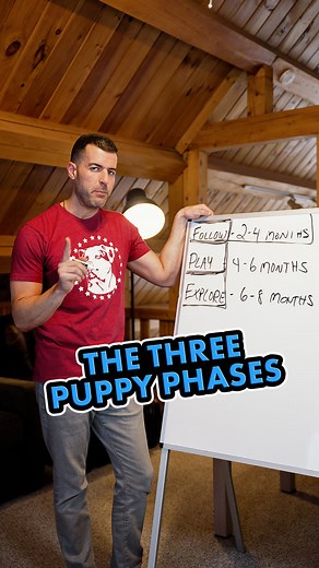 The 3 stages of puppy development are so important, yet they are often overlooked.⁣ ⁣ I’ve posted this video before but I feel it’s important to show it again to remind everyone how important puppyhood is to raising a dog.⁣ ⁣ Puppies go through developmental stages similar to the way a baby/child goes through different stages of development.⁣ ⁣ The difference is a puppy moves through these stages much faster than a human baby does.⁣ ⁣ As you can see there are only a couple of months in each stag