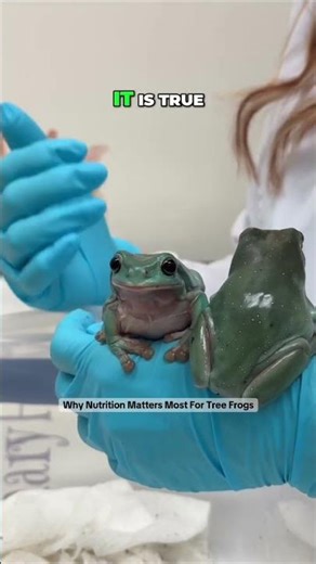 Why Nutrition Matters Most For Tree Frogs 🐸