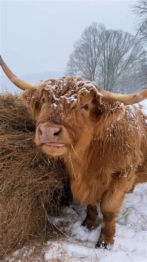 Duncan the Highland Cow Living His Best Life