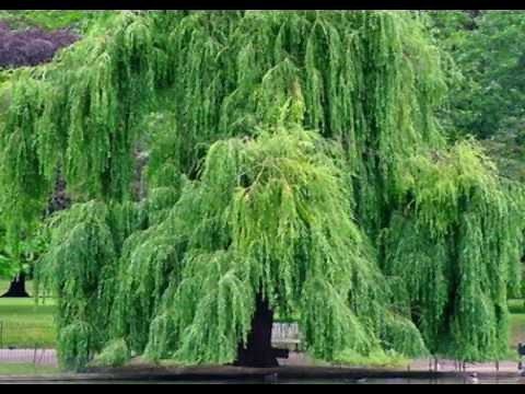 Health Benefits of White Willow tree