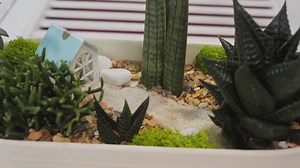 How to create a potted patio garden