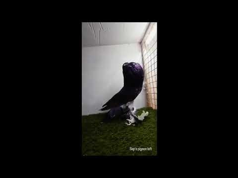 Pomeranian Pouter, Membership Code : UPC -252 , Ph : 95622 32323