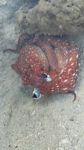 The octopus trapped #octopus #seafoodlovers #fblifestylechallenge | David Invento