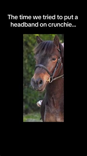 Cruchie said no 😆 #equestrianlife #horseriding #fyp #pony #horses #littleRiders #shetland