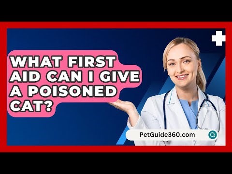 What First Aid Can I Give A Poisoned Cat? - PetGuide360.com