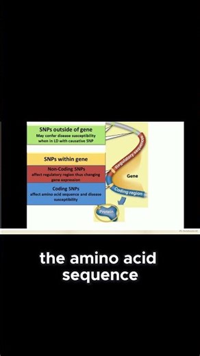 SNPs Explained The Tiny Glitches in Our DNA#youtubeshorts #snp #genetics