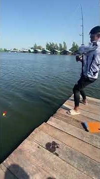 Daiwa Saltiga 18000 extremely screem by 100 kg ++ Mekong catfish