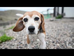 Meet Six Dogs Rescued from Animal Experimentation Thanks to PETA