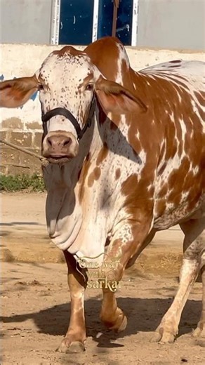 ablag nukhri|| maweshi mandi #cow #animals #unloading #farming