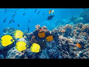 Fish Tank Screensaver Aquarium 🐠 | Relaxing Sleep Music & Ambient Water (5 Hours 4K UHD)