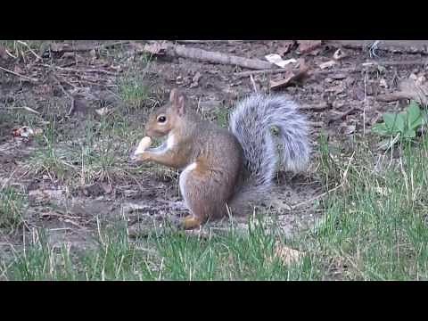 Blue Jay attacks squirrel!