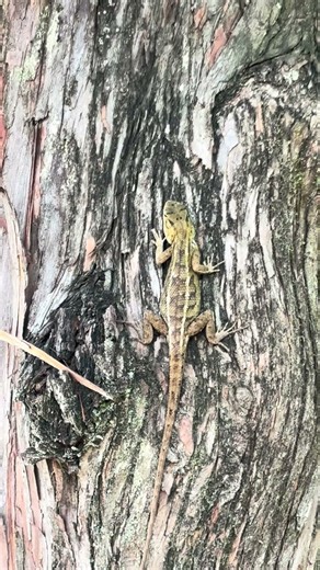 Tree lizard 🦎 Mount Faber #singapore #gecko #lizard