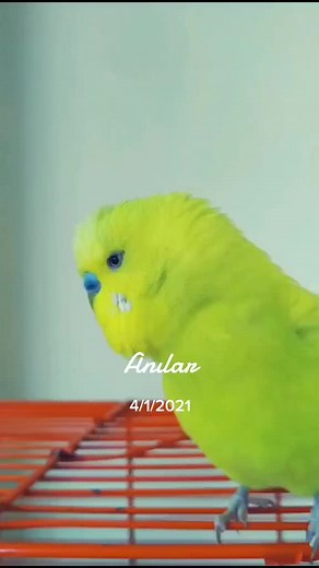 Charming Yellow Parakeet Actions Inside Its Cage
