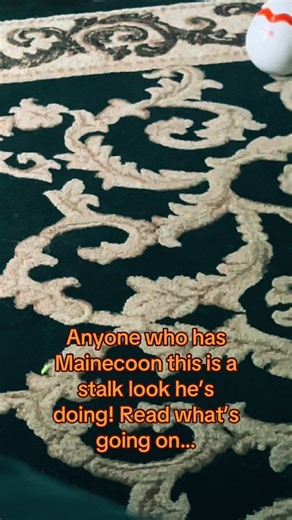 Njordr come down walked up looking to my left like he’s stalking another animal…. Rayner wasn’t down stairs she’s upstairs & Teikó my dog in his bed in another room… I’m WTF I’m looking to my left like what??? What you seeing he’s getting ready to pounce… he jumps up on corner piece & does validating eye blink ok this energy he’s seeing is friend… I believe my old cat Roam is being active in my home. Yesterday I’m washing up I felt and saw out my perihral vision what look like black cat jumping 