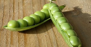 Mycose vaginale : causes, symptômes, traitement, prévention