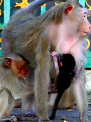 18K views · 371 reactions | Orphaned Baby Monkey Finds New Hope After Mom Becomes Too Weak Starving Baby Gets a Second Chance | Monkey Video | Facebook