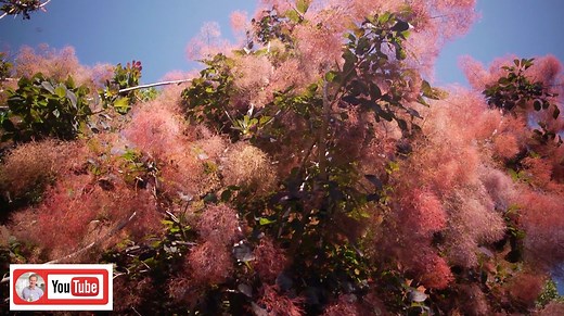 One of my favorite ornamental plants is the Purple Smoketree. Not only is it beautiful, but it can grow in a variety of conditions. Do you have a Smoketree in your garden? | P. Allen Smith