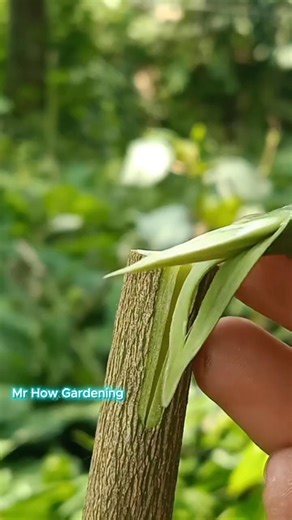 Professional Lime Grafting Technique | High Success Citrus Tree Propagation