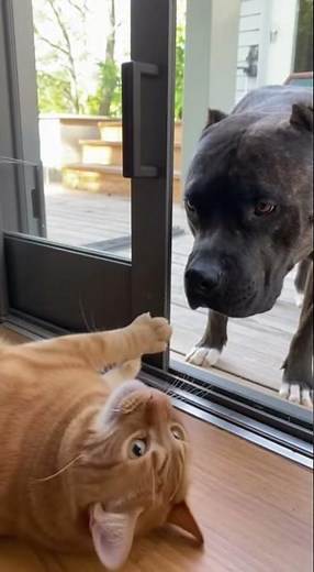 The Glass Door Betrayal 🐱🚪🐶 #shorts #cat #dog #funnypet #ViralVideo