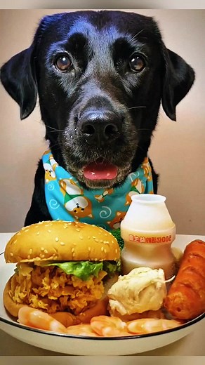 Don Don Eating So Cute 🥰 #Dog #dogeating #dogcute #cute #pet #fypシ゚viral #foryou