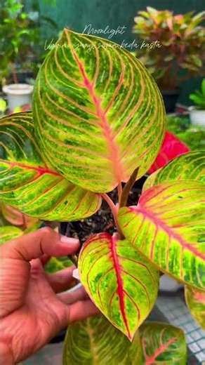 Aglaonema Ajisaka erlin vs moonlight satu rasa beda kasta#fly-garden#viral