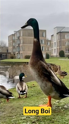 Tallest Duck in the World? 🦆 Meet Long Boi!