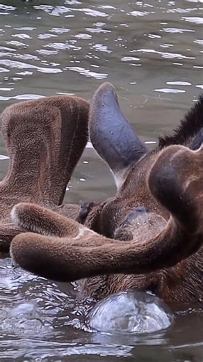 Have you ever seen moose bubbles? You have now. #outdoors #nature #animals | Michael Hodges, Author