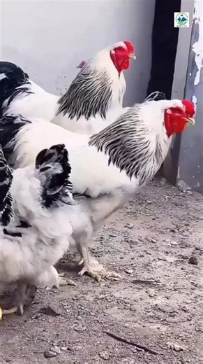 United States Brahma Chickens Light Brahma Breed Poultry Hub Australia #birds #trendingshorts