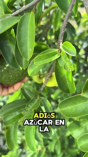 10 soursop leaves and boil them #shortvideo #remedy #infusion