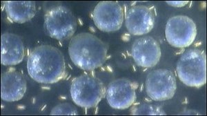 超音波と磁力を組み合わせて細胞内を自由に動き回れる微小ナノモーターの製作に成功