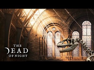 Natural History Museum, London Ambience 🏛️🦕 | Daytime Museum Sounds for Sleep, Study & Relaxation