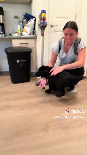 Adorable Puppy Videos on TikTok: Clumsy and Cute Moments
