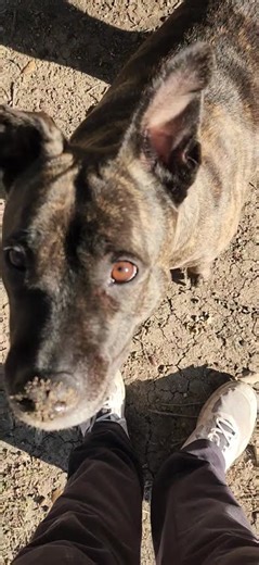 Since When Did Outside Puppy Become a Digger?