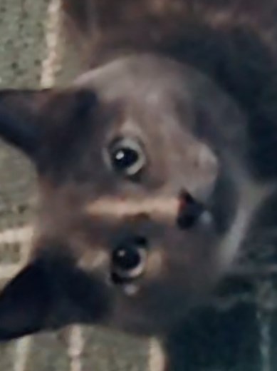 Coco Bear's Unusual Meowing Sounds