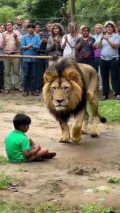 “Lion Protects Little Boy Instead of Attacking 🦁❤️ | Crowd in Tears” 📝 Description A powerful lion approached a small boy in a green shirt as the crowd held their breath in fear. But instead of danger, the lion did something unbelievable — it lay down beside the child and wrapped its paw around him, as if protecting him. The emotional scene left the audience in tears, proving that even the king of the jungle can show love and gentleness. 🔥 Hashtags #LionLove #UnbelievableMoment #AnimalBond #H