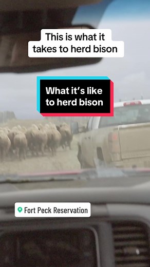 This is what it takes to herd wild bison on Montana’s Fort Peck Indian reservation – before they’re reintroduced to tribal lands across the country. Watch the new CBS Reports documentary “Yellowstone Bison Revival” at http://cbsnews.com/bison. #nativetiktok #bison #montana #animals