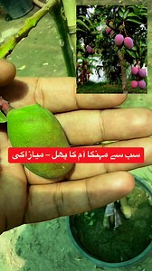 Miyazaki – the world’s most expensive mango!#MiyazakiMango #ExpensiveFruit #LuxuryFruit #RareFruit #JapaneseMango #MangoLovers #ExoticFruit #TropicalFruit #MangoSeason | Dogar Online Nursary and Kitchen Gardening Shop | Facebook